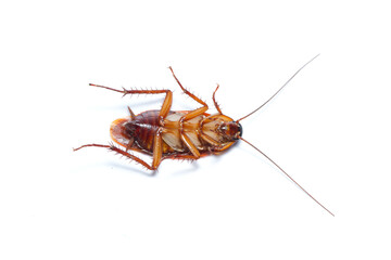 Close up Cockroaches isolated on white background
