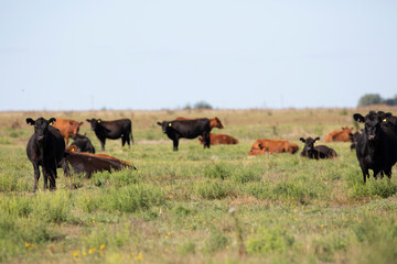 angus en el campo