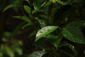 雨上がり、新緑の葉と、その上の水滴

