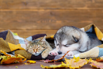 Fluffy malamute puppy sleeping next to a tabby cat wrapped in a checkered plaid on a brown wood background with dry maple leaves
