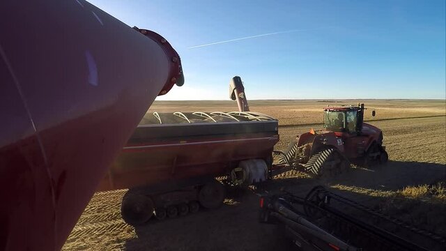 POV red grain cart tractor: combine harvester unloading and transferring grain into tandem tractor in rural farm countryside on bright blue sunny cloudless sky day, close up perspective