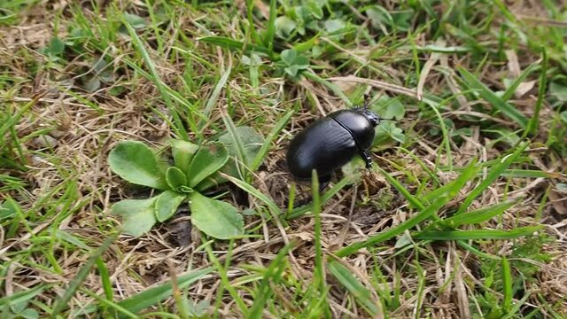 Wild black bug bettle crawling over grass pasture in wilderness during daylight.Close up track shot.