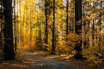 Foot trail in autumn forest. Bright yellow foliage backlit by sunlight. Autumn background 