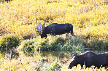 Bull Moose and Cow