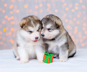 Fototapeta na wymiar Malamute puppies are sitting on the background of lights next to a small christmas present