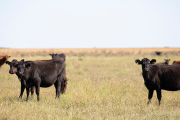 angus en el campo