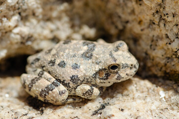 Canyon Treefrog (Hyla arenicolor) camoflauged on rocks