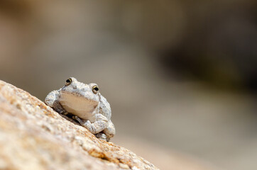 Canyon Treefrog (Hyla arenicolor)