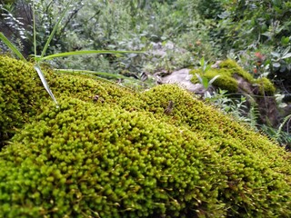 green moss on the stone
