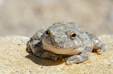 Canyon Treefrog (Hyla arenicolor)