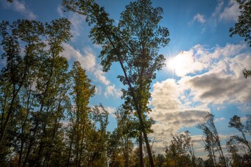 This serene image shows a whimsical cloudscape behind tall green trees.
