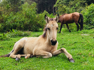 mare and foal