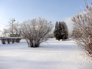 sunny snowy winter day in the park, selective focus