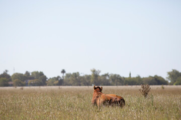 angus en el campo