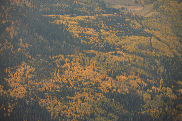 Close up of yellow aspen trees in autumn