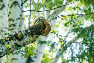Small red squirrel on the birch. Selective focus. 