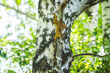 Small red squirrel on the birch. Selective focus. 