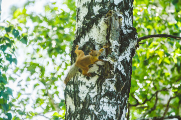 Small red squirrel on the birch. Selective focus. 