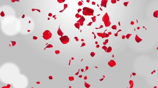Cherry Blossom Rose Petals Realistic Petals Falling Loop Animation Green Screen. Engagement, Marriage, Romantic, Celebration, Valentine Day, Mother, Greeting, Invitation, Birthday, Beauty, Passion,