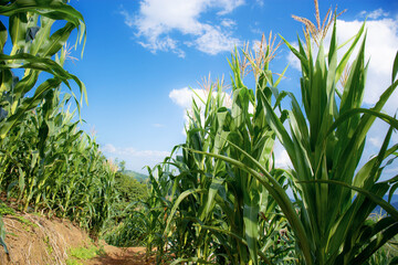 Corn tree on field.