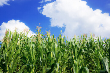 Corn tree with blue sky.