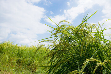 Naklejka premium Rice field with sky.
