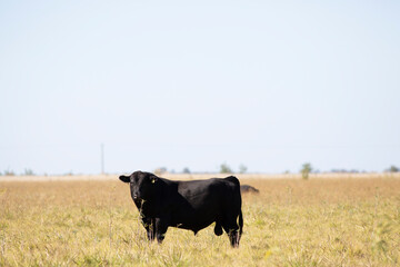 angus en el campo