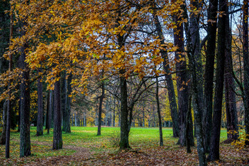 Fototapeta na wymiar Panorama of a mixed forest at autumn sunny day