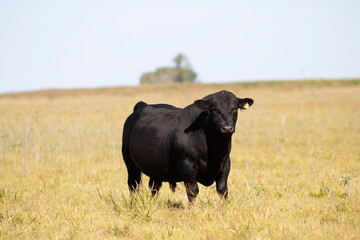 angus en el campo