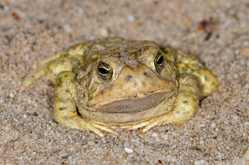 Woodhouse's Toad (Anaxyrus woodhousii)