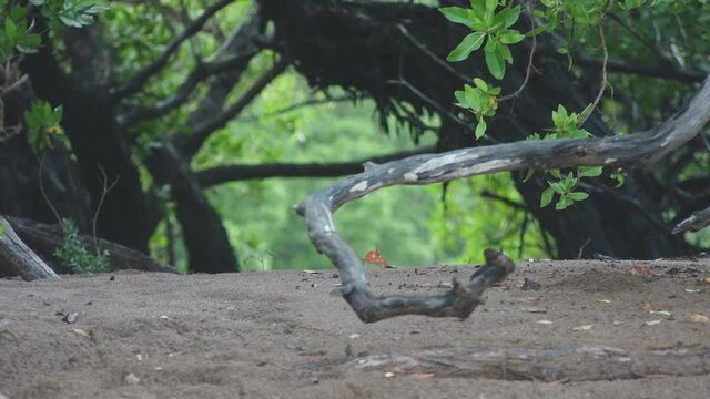 Orange Ghost Crab Walking on Sandy Beach Through Green Forest of Espumilla, Santiago Island, Galapagos