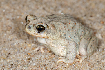 Red-spotted Toad (Anaxyrus punctatus)