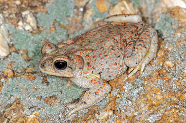 Red-spotted Toad (Anaxyrus punctatus)