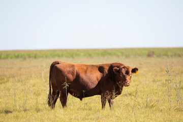 angus en el campo