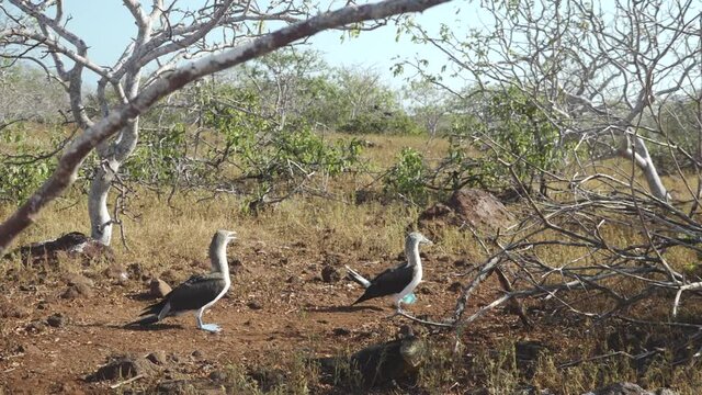 Blue-Footed Booby Approaches Partner for Mating in Dry Vegetation of North Seymour Island, Galapagos