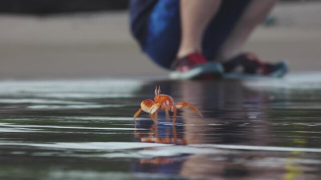 Orange Ghost Crab with Big Claws Walking Along Wet Sand of Espumilla Beach, Santiago Island, Galapagos