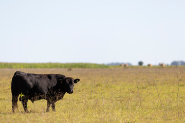 angus en el campo
