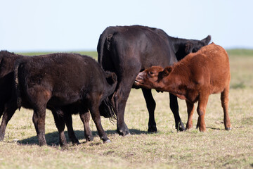 angus en el campo