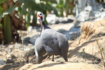 country vulture in the wild