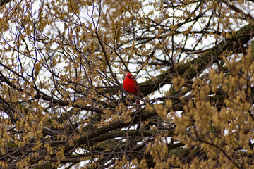 Cardinal