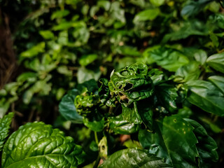 Hibiscus rosa-sinensis, known colloquially as Chinese hibiscus, China rose, is a species of tropical hibiscus, a flowering plant in the Hibisceae tribe of the family Malvaceae.