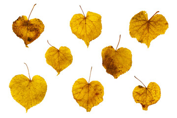 Set of golden autumn birch leaves, in the shape of a heart, different sizes, with texture and vein...