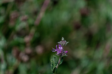 purple flower