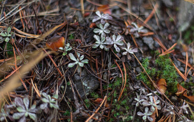 mushrooms in the forest