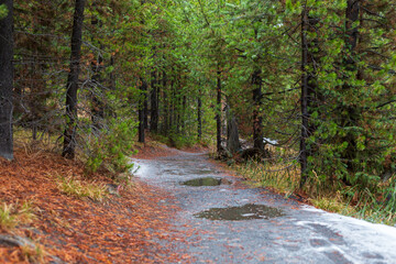 path in autumn forest