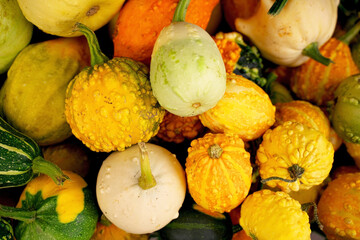Pile of pumpkins and gourds of different shapes and colors top view stock images. Many multi...