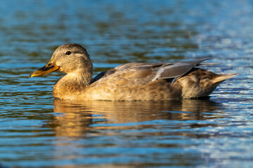Mallard Anas platyrhynchos Costa Ballena Cadiz