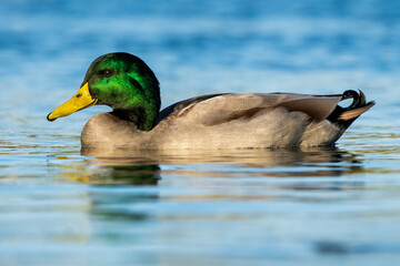 Mallard Anas platyrhynchos Costa Ballena Cadiz