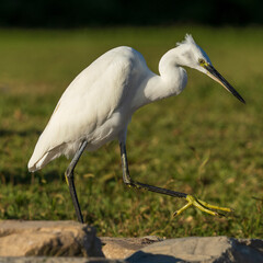 Little Egret Egretta garzetta Costa Ballena Cadiz