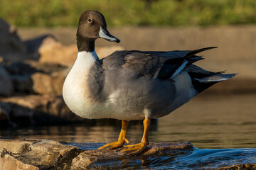 Fototapeta premium Northern Pintail Anas acuta Costa Ballena Cadiz